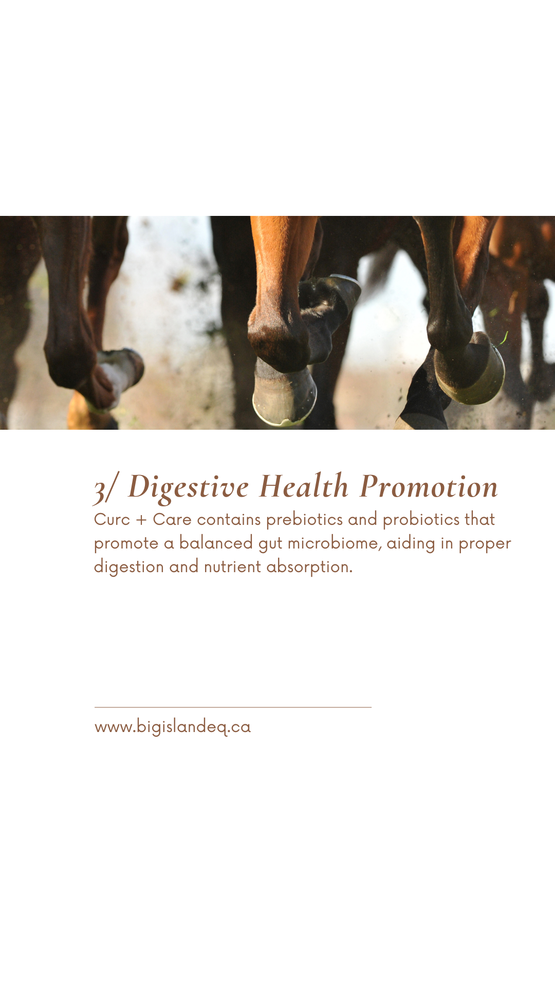 Curc + Care For Horses