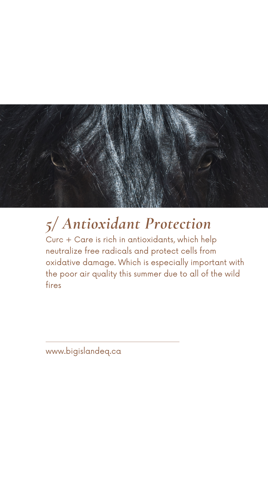 Curc + Care For Horses