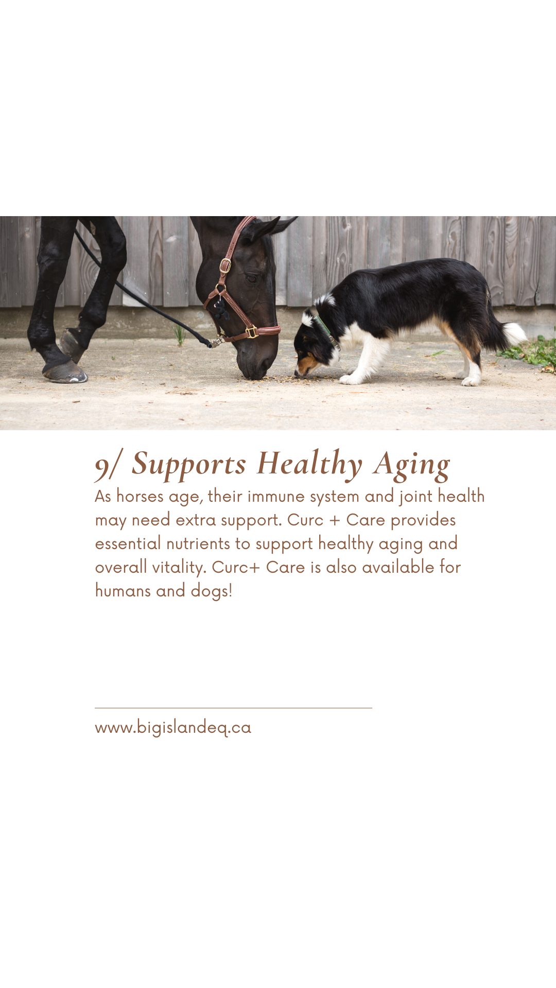 Curc + Care For Horses